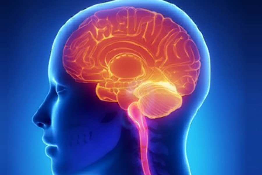 Investigadores resuelven el misterio de las conexiones de oxigenación en el cerebro
