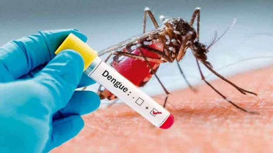 Día Internacional contra el Dengue, una enfermedad que vino para quedarse