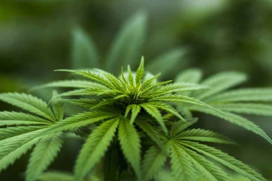 Cómo el cannabis medicinal reduce los síntomas de la enfermedad inflamatoria intestinal