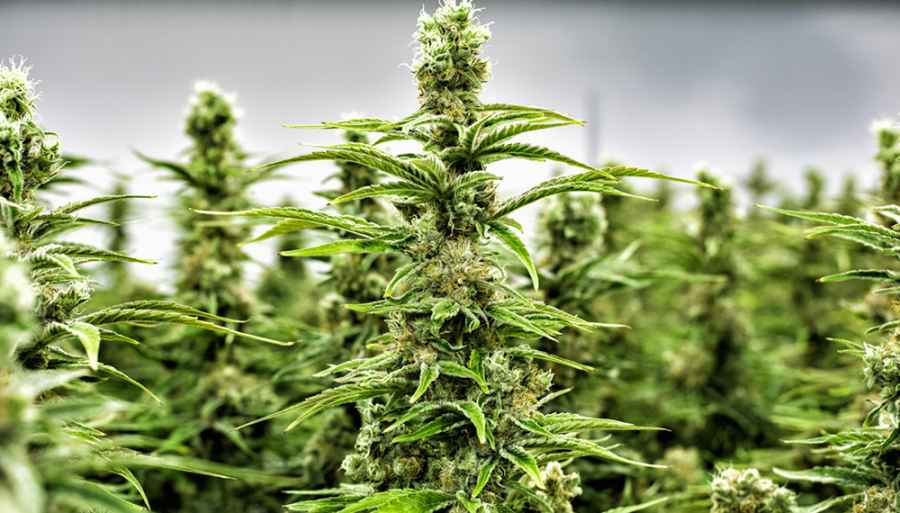 El gobierno establece los requisitos para la producción de cannabis medicinal