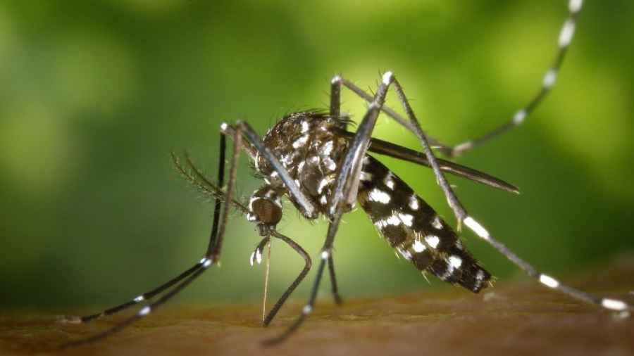 Brasil: ya casi no hay regiones sin fiebre amarilla