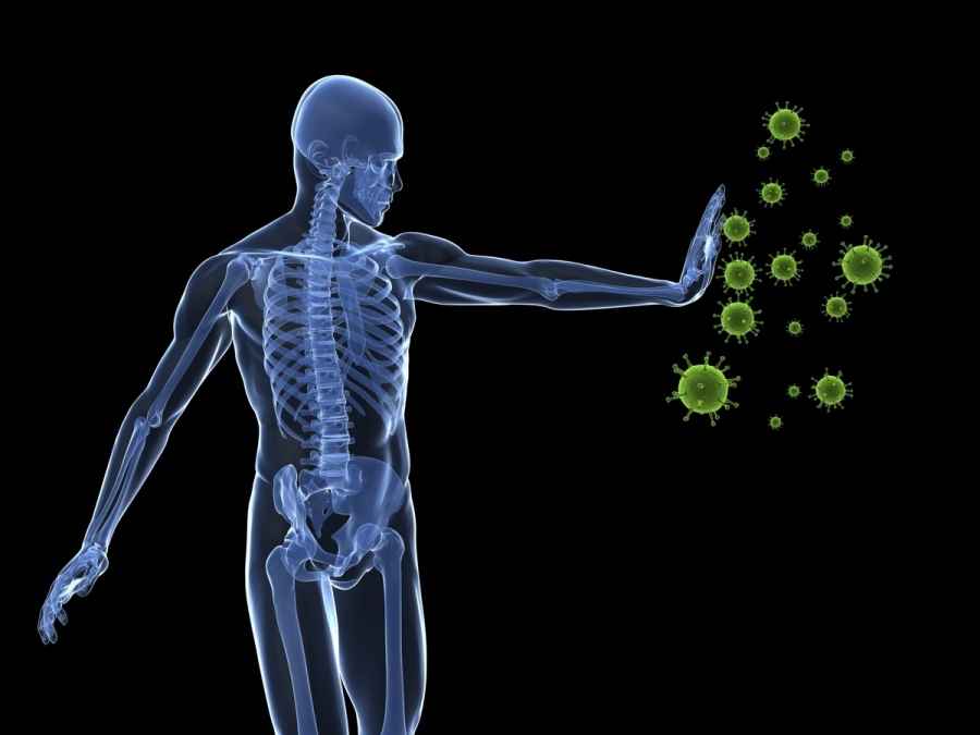 Decodifican una parte clave del sistema inmunol&oacute;gico humano