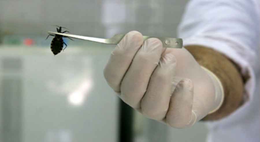 Se aprobó un medicamento para el tratamiento de la enfermedad de Chagas en población pediátrica