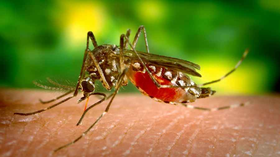 Medio ambiente y salud: Los insectos introducen contaminación plástica en la cadena alimentaria