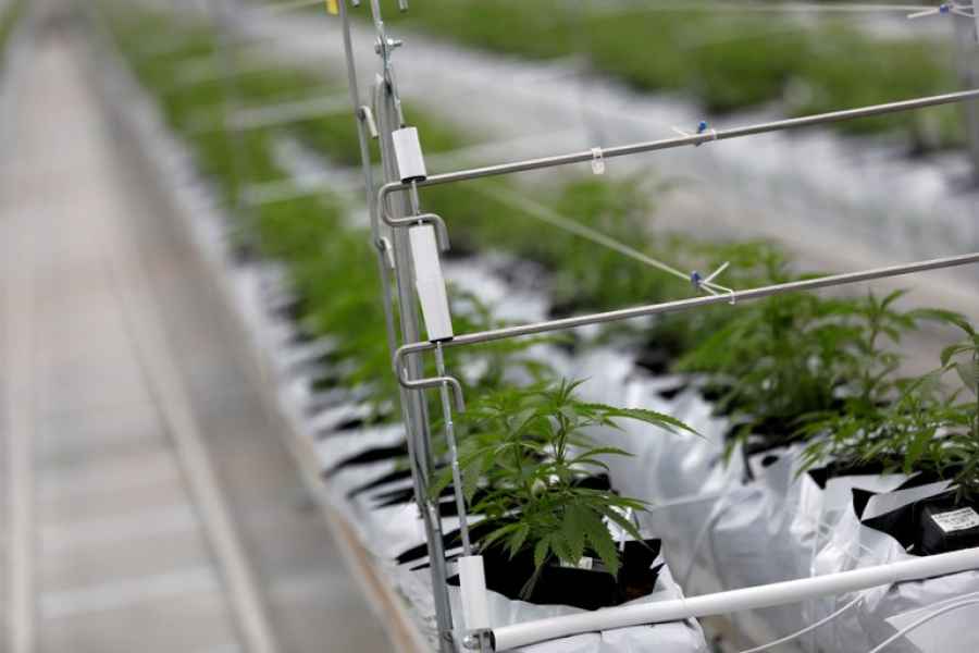 La ANMAT permitirá la importación de productos con derivados del cannabis