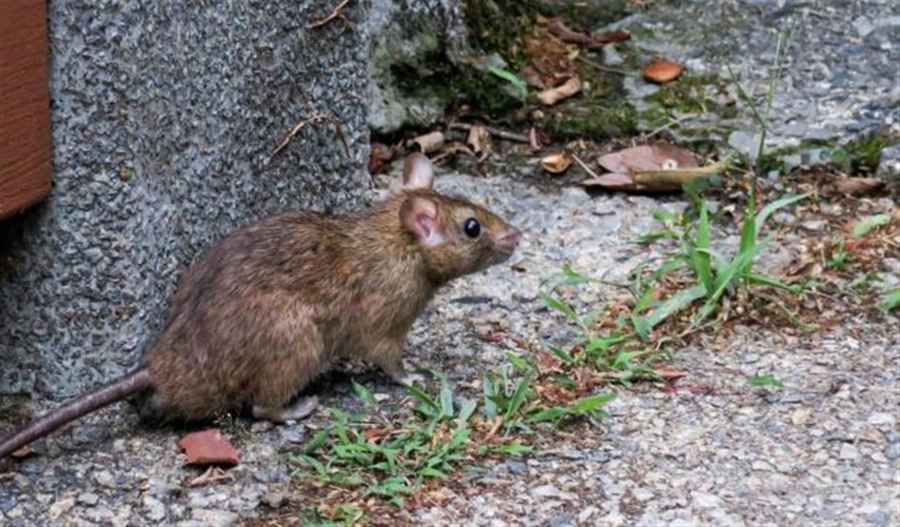 La Sociedad Argentina de Pediatr&iacute;a recuerda medidas preventivas contra el Hantavirus