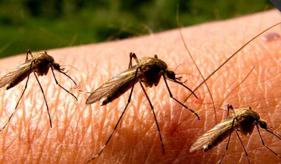 Enfermedades transmitidas por mosquitos: piden reforzar la prevención