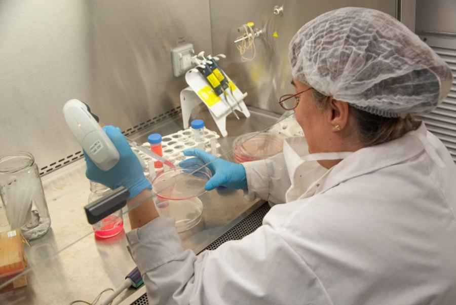 La capacidad de estas moléculas de inhibir la infección viral provocada por el patógeno que causa la COVID-19 fue puesta a prueba en ensayos tanto con pseudovirus como con el virus salvaje.