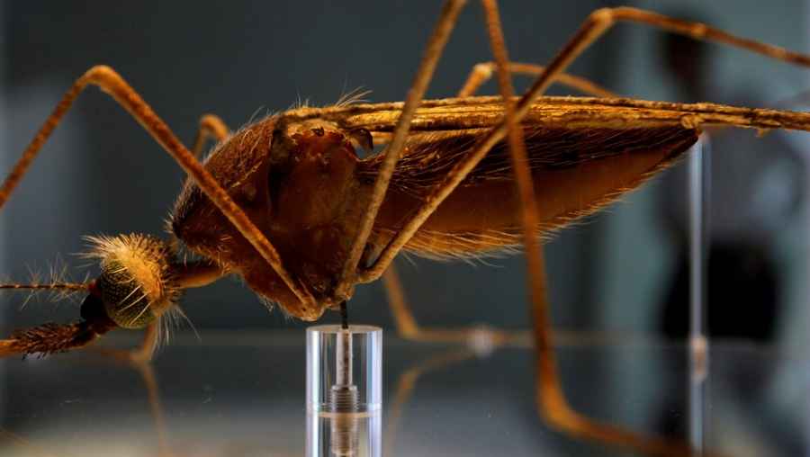 Argentina avanza hacia la certificación de la eliminación de la malaria