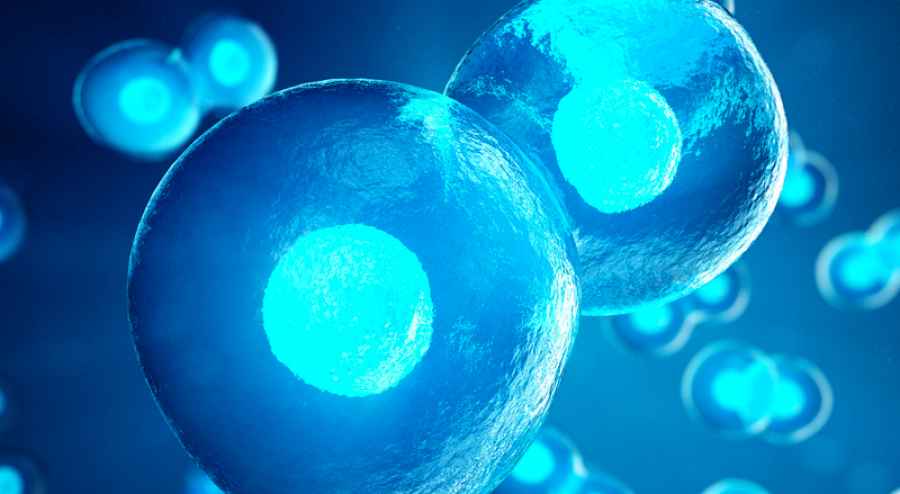 Asocian un subconjunto de c&eacute;lulas T con la diabetes tipo 1