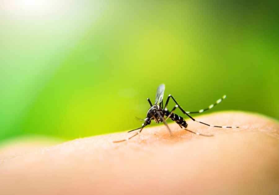Hallazgo científico cambiaría el tratamiento del dengue y el zika