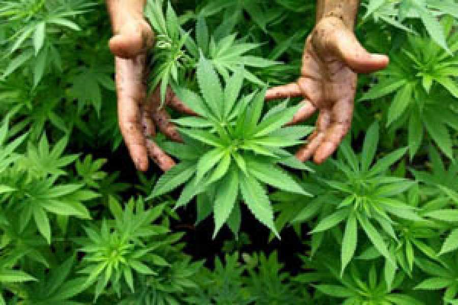 El Gobierno reglamentó la ley que autoriza el uso terapéutico y paliativo del cannabis