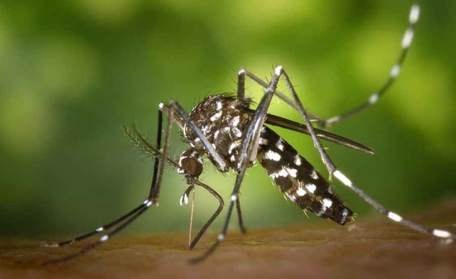 Alertan por la fiebre amarilla a los que viajan a Brasil