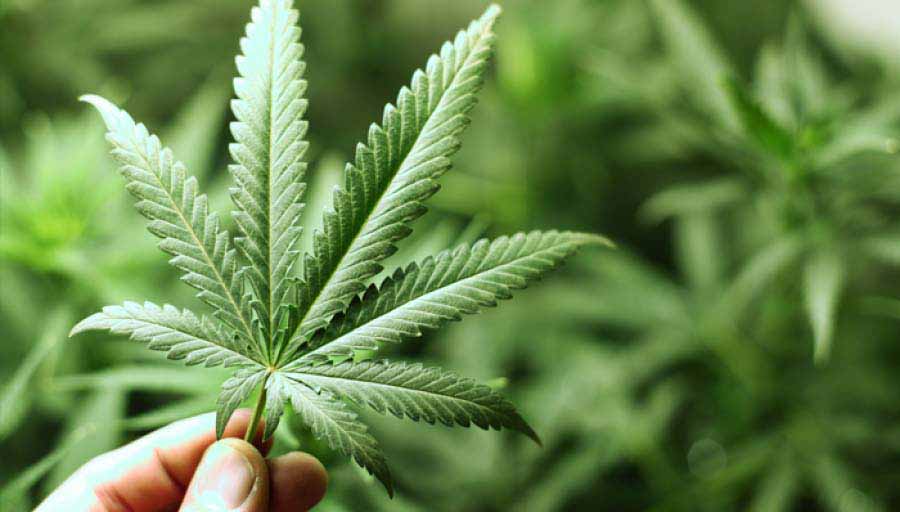 Uruguay: Las farmacias comienzan hoy a vender marihuana para uso recreativo