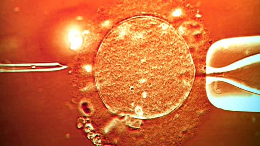 Nacieron unos 25 mil niños gracias a la sanción de la ley de fertilización asistida