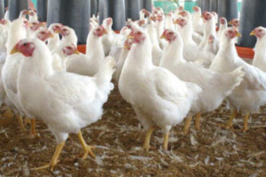 Se trata de la primera vacuna biol&oacute;gica contra la enfermedad Infecciosa de la Bursa (IBD), conocida tambi&eacute;n como Gumboro.