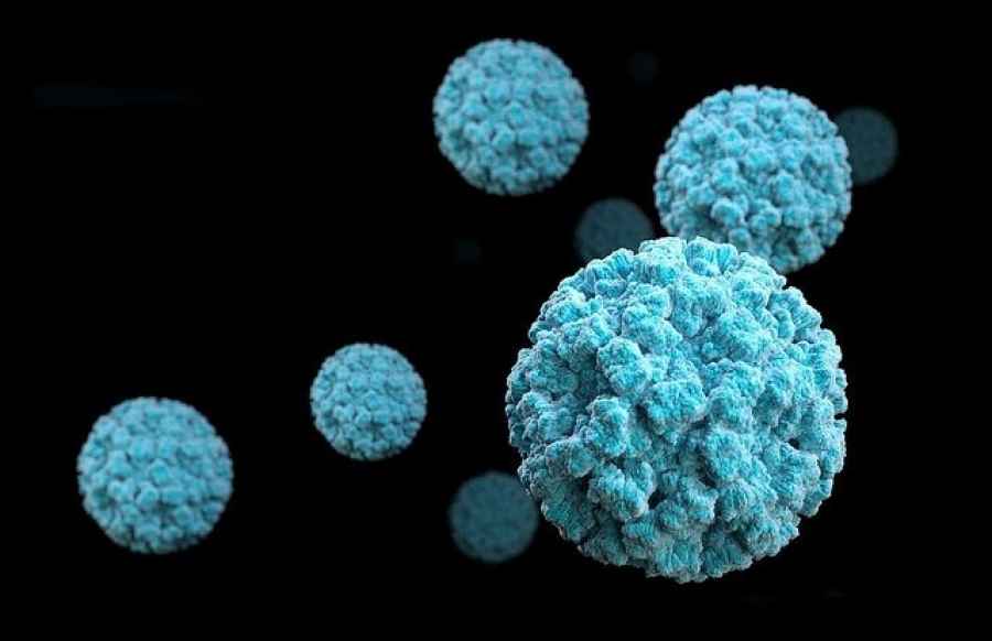 Un potente anticuerpo que inhibe múltiples cepas de norovirus