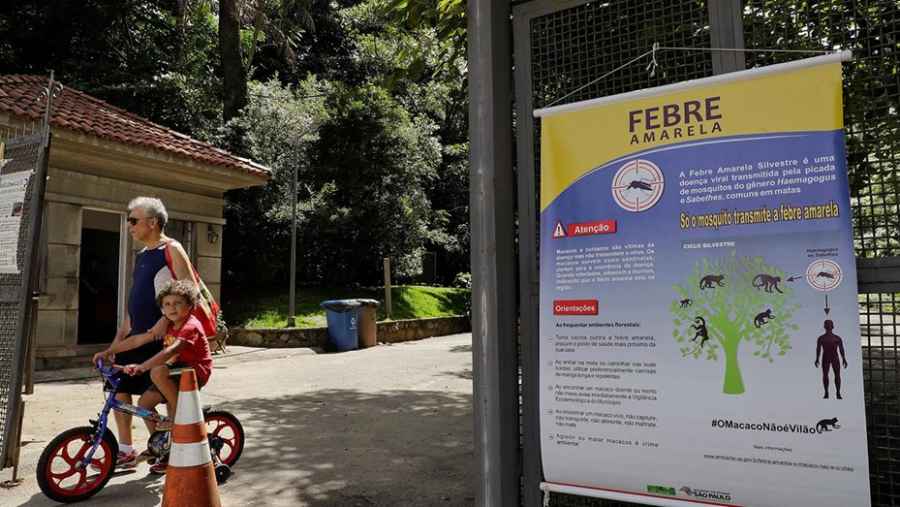 Desde el organismo indicaron que frente a la epidemia de fiebre amarilla en el país vecino, en la Argentina puede abrirse una ventana a la enfermedad porque existe el mosquito transmisor.