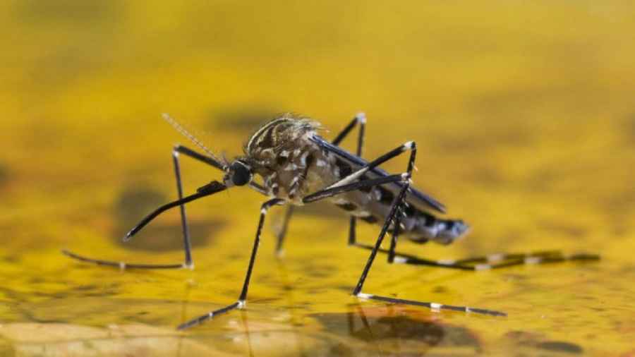 Un laboratorio de Pergamino producir&aacute; la vacuna de la fiebre amarilla