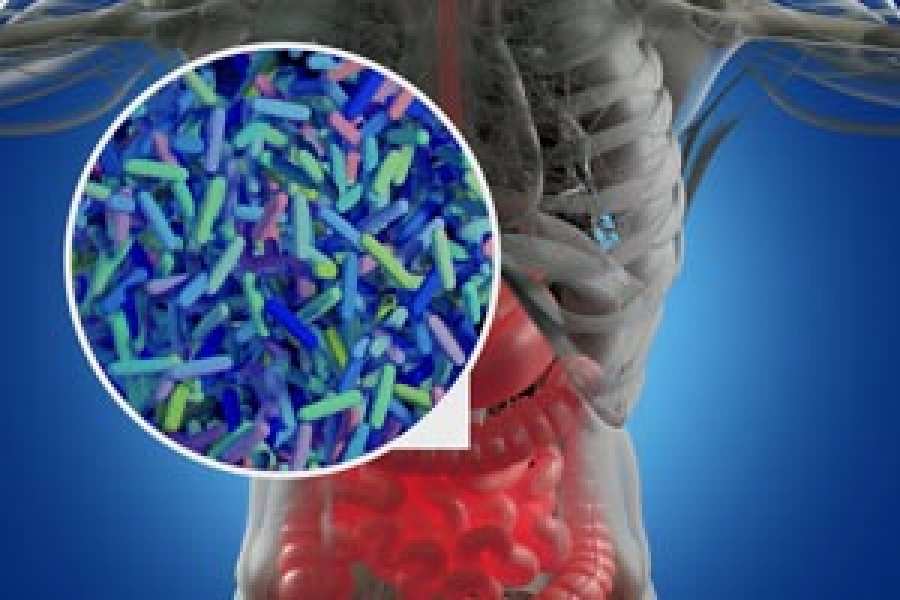 Manipular la microbiota ayudaría a prevenir las enfermedades cardiovasculares